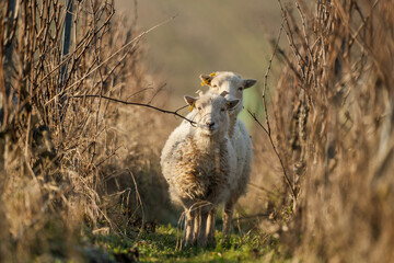jolis moutons dans entre deux rangs de vignes de champagne, le mouton est aujourd'hui utilisé en biodynamie, système de viticulture éco-responsable