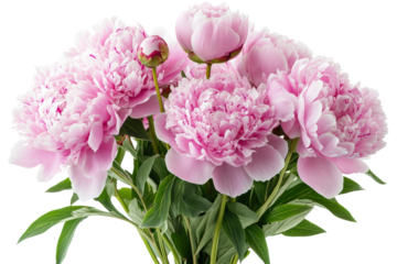 Vibrant pink peony bouquet showcasing beauty and elegance in floral arrangements isolated on transparent background