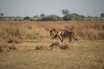 Big lion lying on savannah grass. Landscape with characteristic trees on the plain and hills in the background