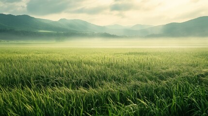 Fototapeta premium A mesmerizing landscape featuring green grass under a cloudy sky with soft morning mist