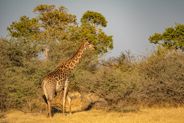 This adult rothschild giraffe (Giraffa camelopardalis rothschildi) is seen walking through open grassland.