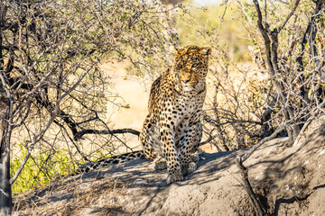 leopard looking for prey in African savanna botswana  (Panthera pardus)