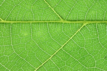 Green leaf with veins close up