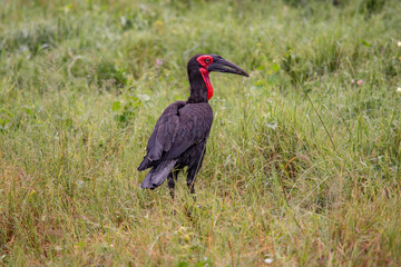 Southern Ground Hornbill (Bucorvus leadbeateri; formerly known as Bucorvus cafer) searching for food and eating a prey in Kruger National Park in thegreen season in South Africa