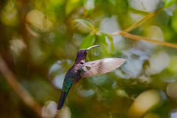 Blue hummingbird Violet Sabrewing flying next to beautiful red flower. Tinny bird fly in jungle. Wildlife in tropic Costa Rica. Two bird sucking nectar from bloom in the forest. Bird behaviour