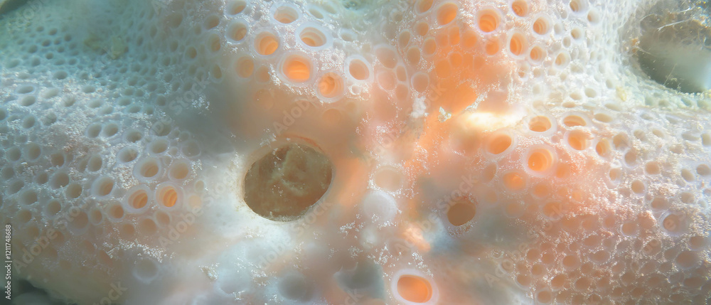 Poster Exploring the intricate texture and radial form of a starfish under the ocean surface