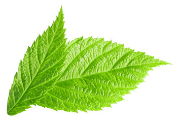 Raspberry leaf isolated on white. Raspberry leaf Clipping Path. Professional studio macro shooting
