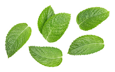 Green mint leaf. Mint leaves on isolated background. Mint leaf with clipping path