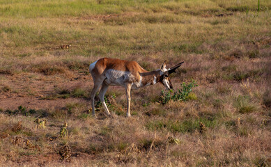 Pronghorn in the Grasslands, Wind Cave National Park in South Dakota, USA