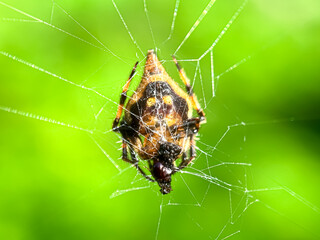 Orb weaver spider in the web, the triangle orb weaver spider (Verrucosa arenata)