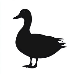 Obraz premium Silhouette of a duck