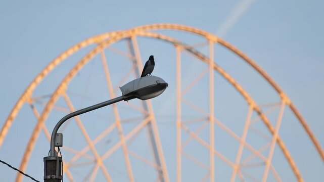 Scene featuring crows and ferris wheel, showcasing nature and manmade structures
