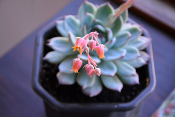 Beautiful Echeveria "Blue prince" with delicate pink blossoms