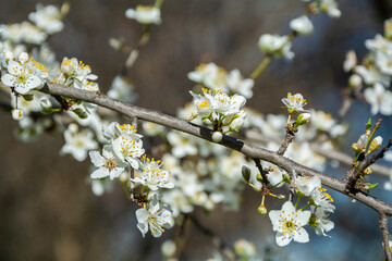 Close-up of a beautiful tree with blooming white flowers in spring