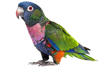 Obraz premium Different Pionus Parrot Species in the Genus Pionus Isolated on Transparent Background