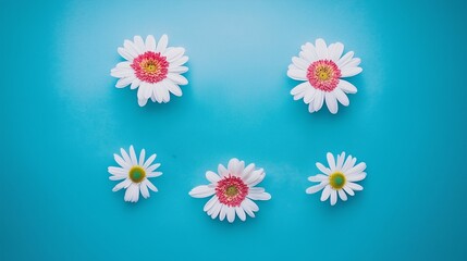 daisies on blue background