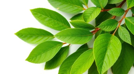 Obraz premium Close-up of fresh green leaves with visible veins and red stems on white background, creating natural and vibrant composition