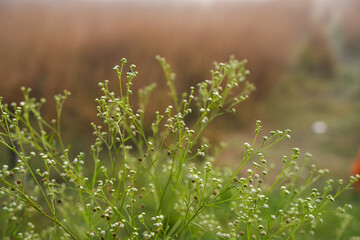 There have been many poisonous Parthenium trees along the road.   The toxic substance of this plant mixed with the blood of the human body can cause skin diseases, allergies, eczema problems etc. 