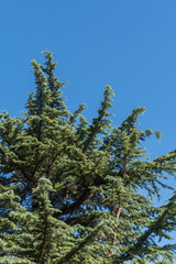 This image shows branches of tall green juniper tree reaching up towards clear blue sky. Tree has dense, needle-like foliage typical of evergreens and stands out against bright sky.