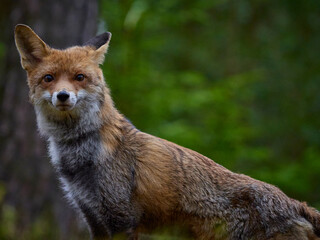 Portrait of red fox looking at the camera in forest