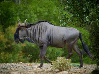 Wildebeest is walking na nature (Connochaetes taurinus)
