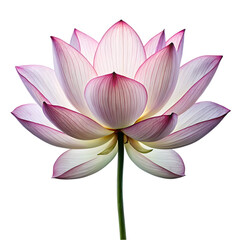 Fototapeta premium Pink Lotus Flower Blossom Elegant Nature Floral Botanical Beauty Bloom art zen spa pure yoga plant 
