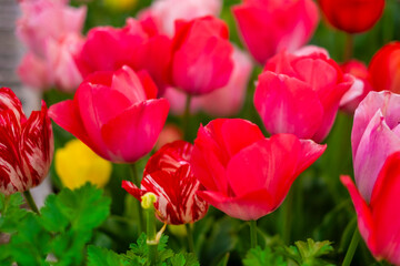 カラフルなチューリップ