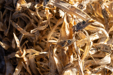 Detailed macro view of dried fish presented amidst a blurry natural backdrop, highlighting its texture and organic aesthetic, perfect for culinary or traditional food themes.