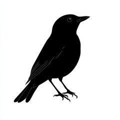 Obraz premium Silhouette of a small bird
