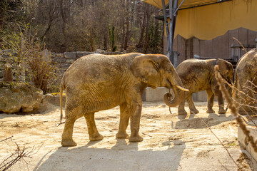 Fototapeta premium View of African elephants in a zoo on a sunny day in spring