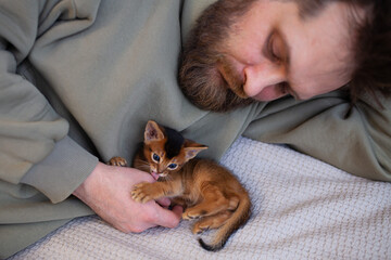Man playing with  abyssinian kitten on bed at home. Cute one month old kitten licking man's hand. Pets care, love cats, positive emotions. Selective focus.