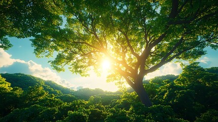 Fototapeta premium Sunlight Filtering Through Lush Green Canopy of Forest Landscape