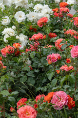 Orange pink rose bud in the garden. Flower red petals bush flowerbed. Red roses outdoor