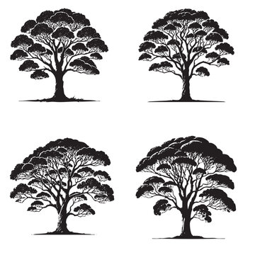 High-Quality Monochrome Vector Silhouettes of the Kauri Tree Isolated on a White Background"