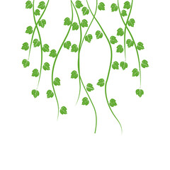 Vine Leaf
