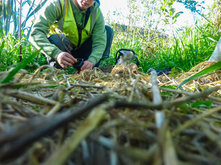 Volunteering male person plants tree on West Coast, New Zealand, South Island. Activity supports...