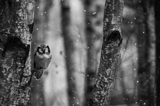 Northern hawk-owl in nature with snow
