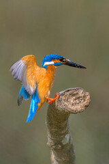 Common kingfisher 