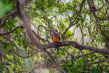 Stork billed kingfisher 