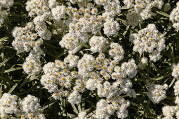 Anaphalis triplinervis or pearly everlasting many white flowers background. close up