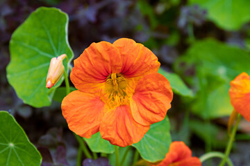 Obraz premium Vibrant nasturtium flower in full bloom against lush green foliage