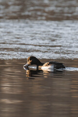 Tufted duck (or tufted pochard) (Aythya fuligula) swimming on a lake in winter.