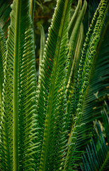 Close-up of a young leaf of cycas revoluta. Blurred foreground. full frame. Vertical photo.