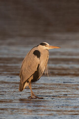 Grey heron (Ardea cinerea) standing on a frozen lake in the sunset.