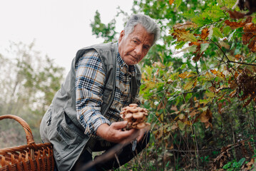 Senior man harvesting wild mushrooms in autumn forest
