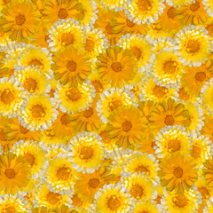 Vibrant yellow flower seamless background texture with cheerful blooms