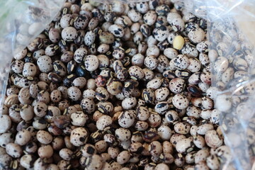 Andu Beans - Painted Guandu, a bush legume, is a much appreciated and nutritious food in Brazilian cuisine.