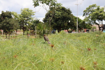 Cyperus papyrus, a very beautiful aquatic plant