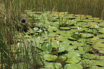 AQUATIC PLANT - NYMPHAE / Nymphaea, forming a beautiful structure in the lake's water mirror