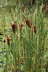 Cattail aquatic plant - Typha latifolia, helping to create a beautiful landscape in the lake